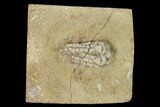 Fossil Crinoid (Hylodecrinus) - Crawfordsville, Indiana #149011-1
